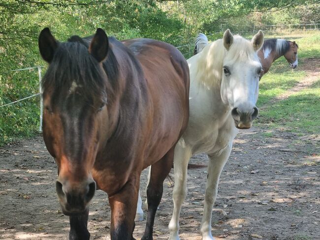 Sehr typvoller, gut gerittener Camargue Wallach, Kerstin Rehbehn (Pferdemarketing Ost), Horses For Sale, Nienburg, Image 11