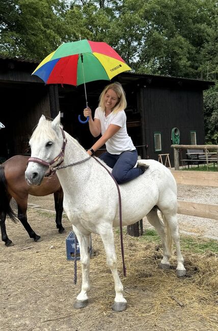 Sehr braver sympatischer Wallach, Alexandra, Horses For Sale, Wald, Image 8