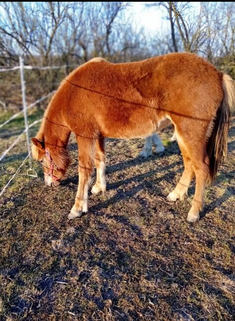 Ganz brave Isländer Stute mit guter Abstammung, Kerstin Rehbehn (Pferdemarketing Ost), Horses For Sale, Nienburg, Image 2