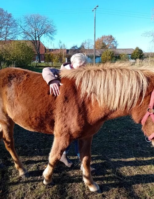 Ganz brave Isländer Stute mit guter Abstammung, Kerstin Rehbehn (Pferdemarketing Ost), Horses For Sale, Nienburg, Image 4