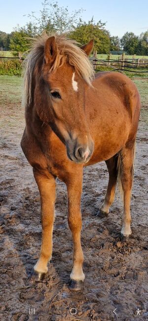 Ganz brave Isländer Stute mit guter Abstammung, Kerstin Rehbehn (Pferdemarketing Ost), Horses For Sale, Nienburg, Image 8