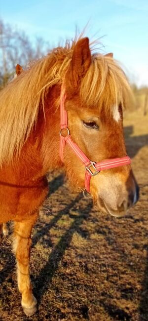 Ganz brave Isländer Stute mit guter Abstammung, Kerstin Rehbehn (Pferdemarketing Ost), Horses For Sale, Nienburg, Image 13