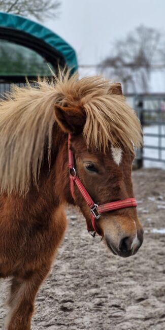 Ganz brave Isländer Stute mit guter Abstammung, Kerstin Rehbehn (Pferdemarketing Ost), Horses For Sale, Nienburg, Image 5