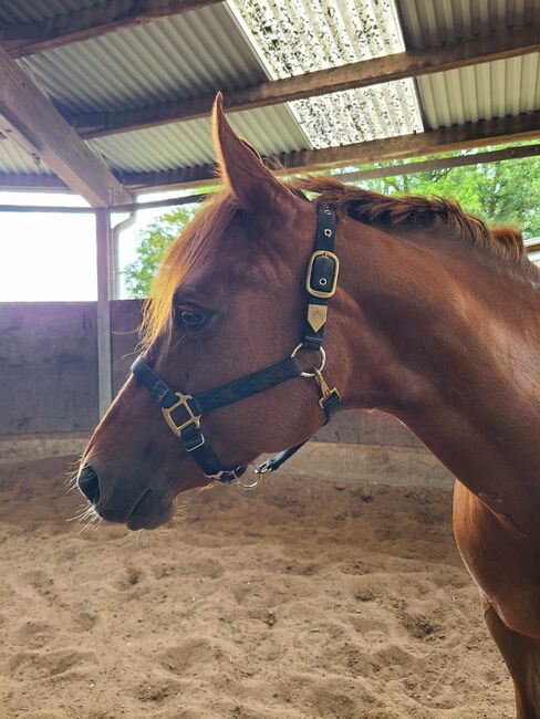 Sehr brave, gut gerittene Quarter Horse Stute von Imagimotion, Kerstin Rehbehn (Pferdemarketing Ost), Horses For Sale, Nienburg, Image 9