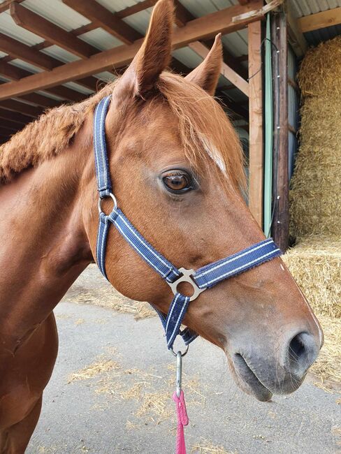 Sehr brave, gut gerittene Quarter Horse Stute von Imagimotion, Kerstin Rehbehn (Pferdemarketing Ost), Horses For Sale, Nienburg, Image 2