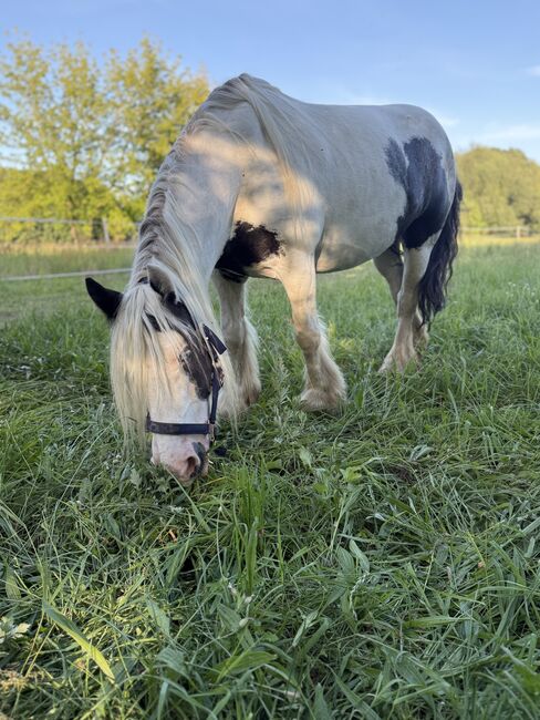 super brave Tinker Stute sucht neues zu Hause, Winkelmann, Horses For Sale, Werneuchen