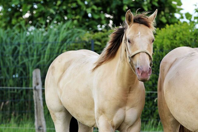 Sehr gut gebaute Quarter Horse Stute in Traumfarbe, Kerstin Rehbehn (Pferdemarketing Ost), Horses For Sale, Nienburg, Image 7