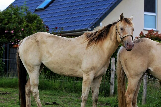 Sehr gut gebaute Quarter Horse Stute in Traumfarbe, Kerstin Rehbehn (Pferdemarketing Ost), Horses For Sale, Nienburg, Image 8