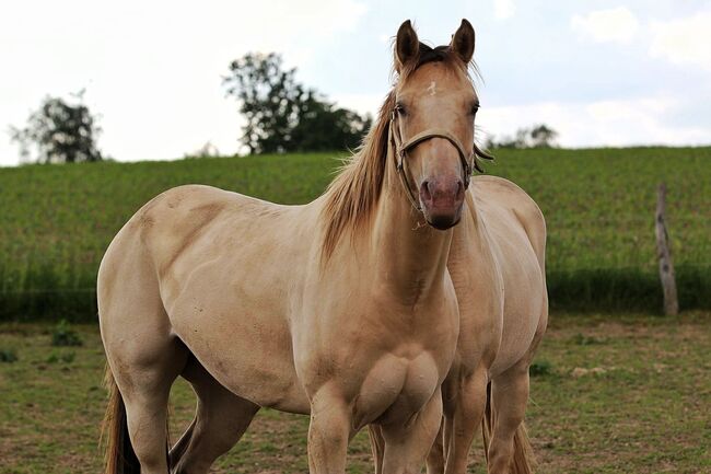 Sehr gut gebaute Quarter Horse Stute in Traumfarbe, Kerstin Rehbehn (Pferdemarketing Ost), Horses For Sale, Nienburg, Image 9