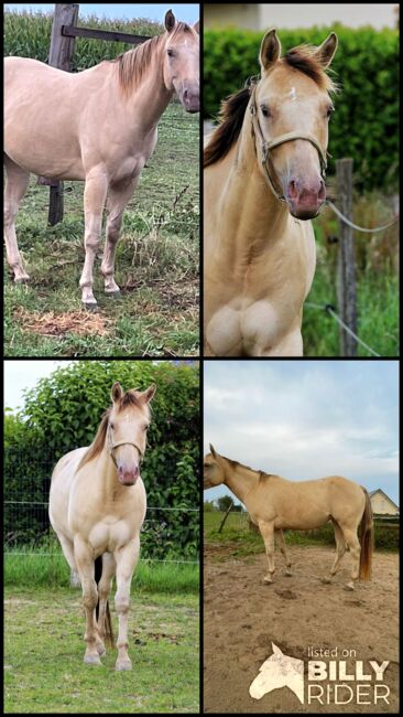 Sehr gut gebaute Quarter Horse Stute in Traumfarbe, Kerstin Rehbehn (Pferdemarketing Ost), Horses For Sale, Nienburg, Image 15