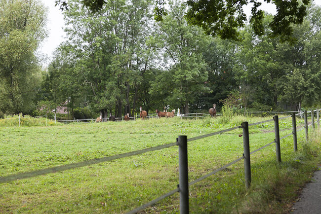 Sehr gepflegter und familiär geführter kleiner Privatstall..., Birgit Rusa, Horse Stables, Laaben, Image 2
