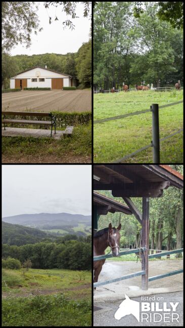 Sehr gepflegter und familiär geführter kleiner Privatstall..., Birgit Rusa, Horse Stables, Laaben, Image 14