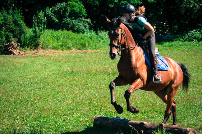 Sehr braver gerittener 4 jähriger Wallach, Pauline Erös, Horses For Sale, Gleisdorf, Image 3