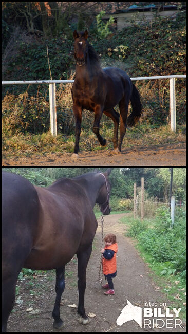 Pflege- oder Reitbeteiligung an Vollblut Stute, Eng. Vollblut , Disha24, Horse Sharing, Niddatal , Image 3