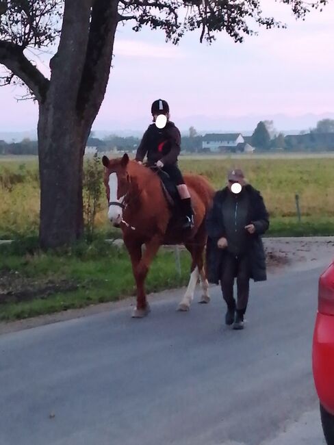 Pflege-/Reitbeteiligung, Gerti, Horses For Sale, Pabneukirchen, Image 5