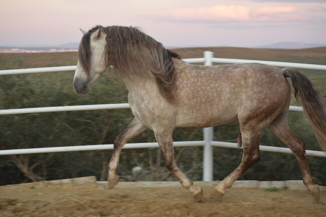 Vicaro - Ein Traumpferd mit besonderer Abstammung, Post-Your-Horse.com (Caballoria S.L.), Horses For Sale, Rafelguaraf, Image 2