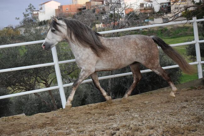 Vicaro - Ein Traumpferd mit besonderer Abstammung, Post-Your-Horse.com (Caballoria S.L.), Horses For Sale, Rafelguaraf, Image 10