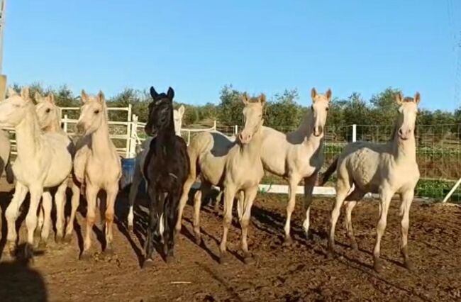 Viele schöne Farbfohlen Lusitanos Cuzados, Post-Your-Horse.com (Caballoria S.L.), Horses For Sale, Rafelguaraf