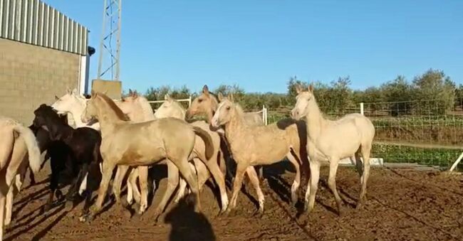 Viele schöne Farbfohlen Lusitanos Cuzados, Post-Your-Horse.com (Caballoria S.L.), Horses For Sale, Rafelguaraf, Image 5