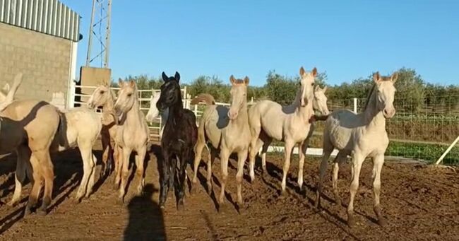 Viele schöne Farbfohlen Lusitanos Cuzados, Post-Your-Horse.com (Caballoria S.L.), Horses For Sale, Rafelguaraf, Image 16