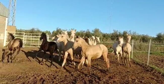 Viele schöne Farbfohlen Lusitanos Cuzados, Post-Your-Horse.com (Caballoria S.L.), Horses For Sale, Rafelguaraf, Image 4