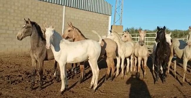 Viele schöne Farbfohlen Lusitanos Cuzados, Post-Your-Horse.com (Caballoria S.L.), Konie na sprzedaż, Rafelguaraf, Image 9