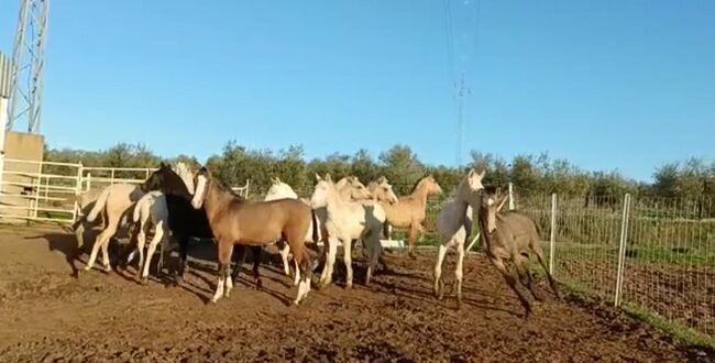 Viele schöne Farbfohlen Lusitanos Cuzados, Post-Your-Horse.com (Caballoria S.L.), Konie na sprzedaż, Rafelguaraf, Image 3