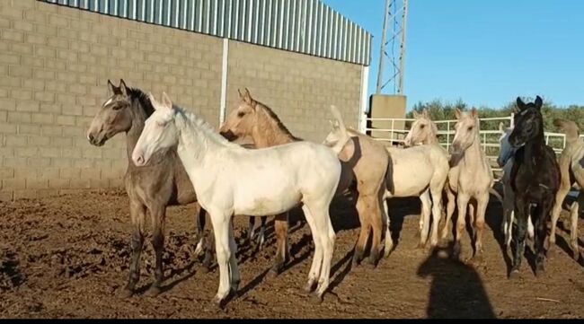 Viele schöne Farbfohlen Lusitanos Cuzados, Post-Your-Horse.com (Caballoria S.L.), Konie na sprzedaż, Rafelguaraf, Image 11