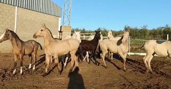 Viele schöne Farbfohlen Lusitanos Cuzados, Post-Your-Horse.com (Caballoria S.L.), Konie na sprzedaż, Rafelguaraf, Image 15