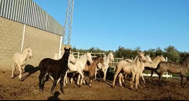 Viele schöne Farbfohlen Lusitanos Cuzados, Post-Your-Horse.com (Caballoria S.L.), Konie na sprzedaż, Rafelguaraf, Image 13