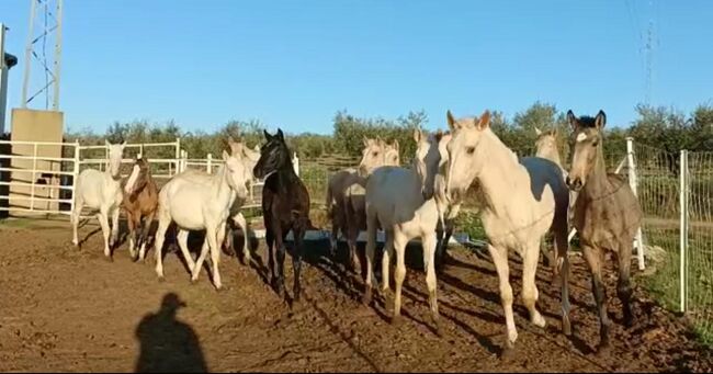 Viele schöne Farbfohlen Lusitanos Cuzados, Post-Your-Horse.com (Caballoria S.L.), Konie na sprzedaż, Rafelguaraf, Image 6