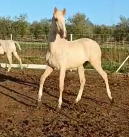 Viele schöne Farbfohlen Lusitanos Cuzados, Post-Your-Horse.com (Caballoria S.L.), Konie na sprzedaż, Rafelguaraf, Image 14