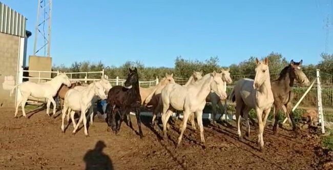 Viele schöne Farbfohlen Lusitanos Cuzados, Post-Your-Horse.com (Caballoria S.L.), Konie na sprzedaż, Rafelguaraf, Image 7