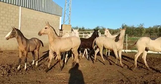 Viele schöne Farbfohlen Lusitanos Cuzados, Post-Your-Horse.com (Caballoria S.L.), Pferd kaufen, Rafelguaraf, Abbildung 12