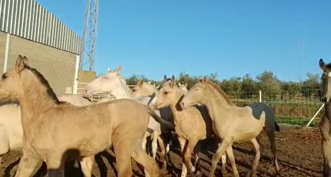 Viele schöne Farbfohlen Lusitanos Cuzados, Post-Your-Horse.com (Caballoria S.L.), Pferd kaufen, Rafelguaraf, Abbildung 10