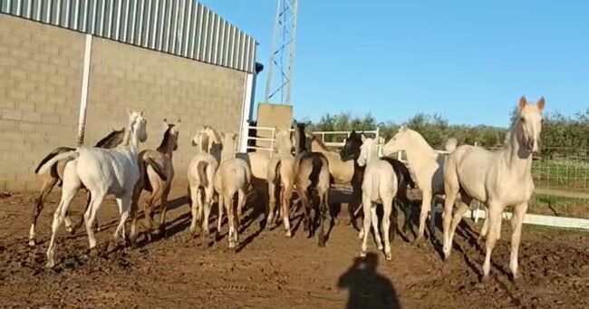 Viele schöne Farbfohlen Lusitanos Cuzados, Post-Your-Horse.com (Caballoria S.L.), Pferd kaufen, Rafelguaraf, Abbildung 8