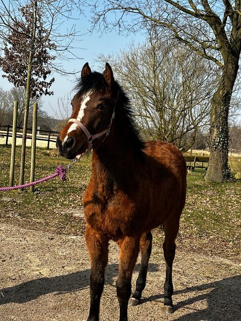Vielseitiger Quarter Horse Stutjährling mit tollem Charakter, Kerstin Rehbehn (Pferdemarketing Ost), Pferd kaufen, Nienburg, Abbildung 5