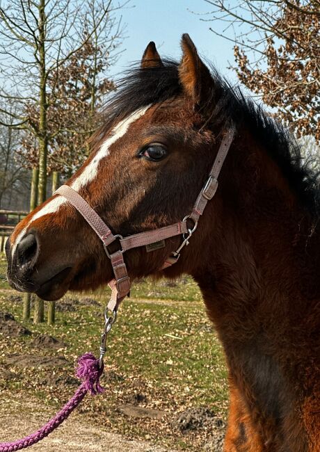 Vielseitiger Quarter Horse Stutjährling mit tollem Charakter, Kerstin Rehbehn (Pferdemarketing Ost), Pferd kaufen, Nienburg, Abbildung 2
