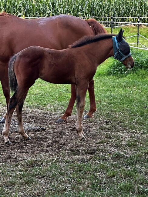 Vielseitiger Quarter Horse Stutjährling mit tollem Charakter, Kerstin Rehbehn (Pferdemarketing Ost), Pferd kaufen, Nienburg, Abbildung 7