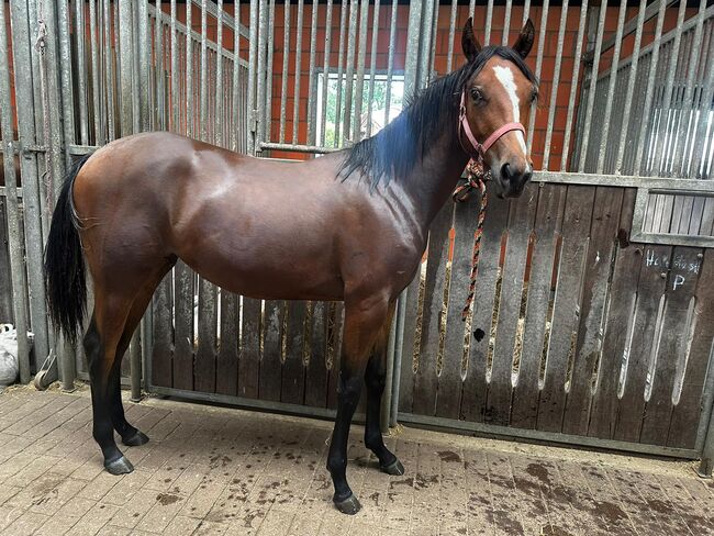 Vielseitiger Quarter Horse Stutjährling mit tollem Charakter, Kerstin Rehbehn (Pferdemarketing Ost), Pferd kaufen, Nienburg, Abbildung 5