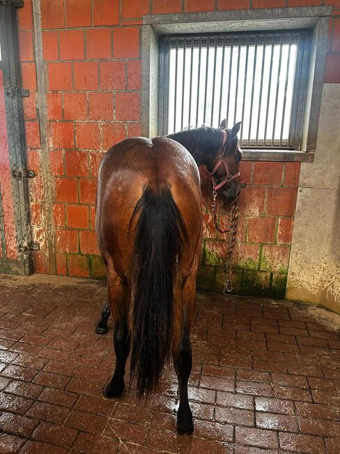 Vielseitiger Quarter Horse Stutjährling mit tollem Charakter, Kerstin Rehbehn (Pferdemarketing Ost), Pferd kaufen, Nienburg, Abbildung 4