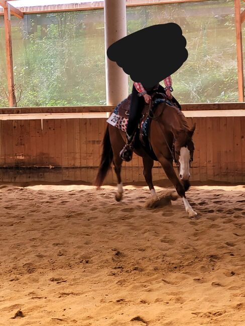 Vielseitiger Quarter Horse Wallach mit tollem Mind, Kerstin Rehbehn (Pferdemarketing Ost), Pferd kaufen, Nienburg, Abbildung 5