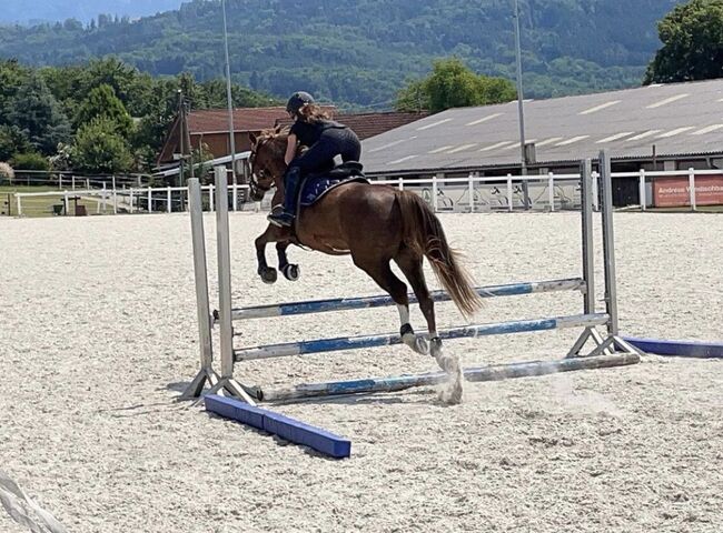 Vielseitiges Sportpony in bunter Jacke, Laura Rögner, Pferd kaufen, Ansfelden, Abbildung 5