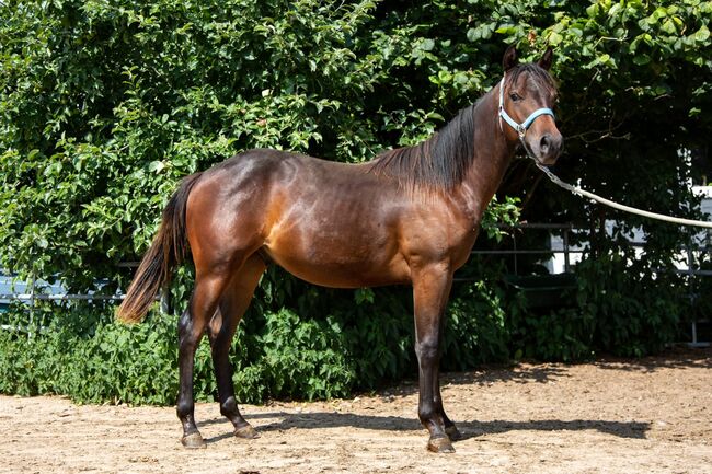 vielversprechender Quarter Horse Hengst, Kerstin Rehbehn (Pferdemarketing Ost), Pferd kaufen, Nienburg