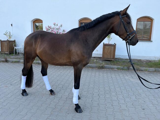 vielversprechender Reitponywallach, Julia Lahner, Pferd kaufen, Niederkreuzstetten, Abbildung 7