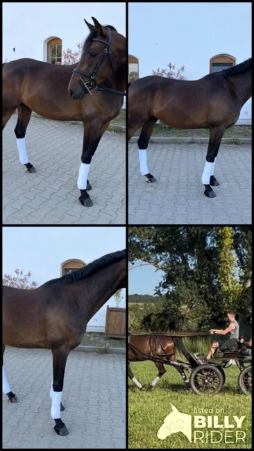 vielversprechender Reitponywallach, Julia Lahner, Pferd kaufen, Niederkreuzstetten, Abbildung 9