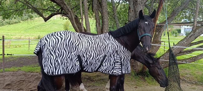 Vierjähriger Traumprinz, Sylvia Schwarz , Horses For Sale, Titisee-Neustadt , Image 6