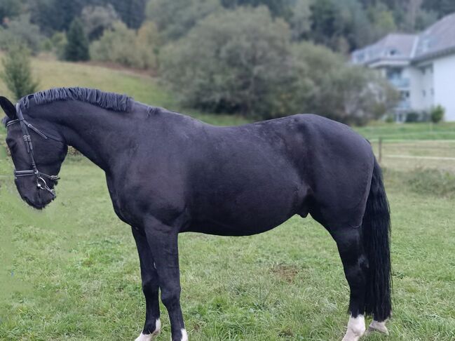 Vierjähriger Traumprinz, Sylvia Schwarz , Horses For Sale, Titisee-Neustadt , Image 9