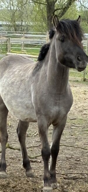 Wildpferd Dülmener, Melanie K, Horses For Sale, Dülmen
