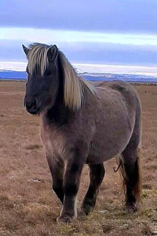 Windfarbene Stute zum Reiten oder Züchten, Islandpferde-aus-Island, Horses For Sale, Südisland